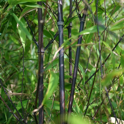 Phyllostachys Nigra - Bambú caña Negra