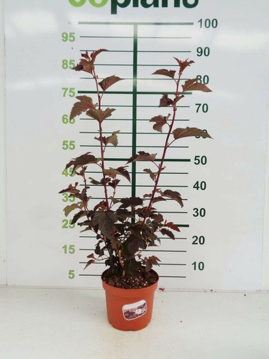 Physocarpus Diabolo