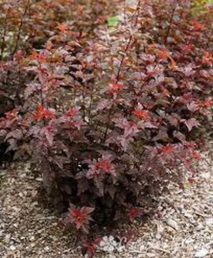 Physocarpus Lady in Red