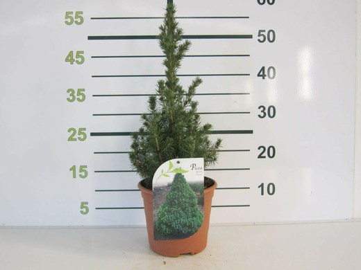 Picea glauca  Cónica