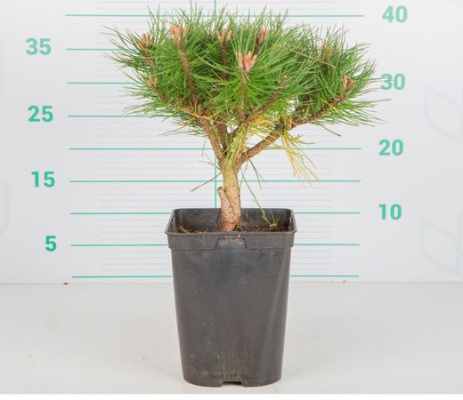 Pinus BREPO - Pino Enano Pierrick Bregeon