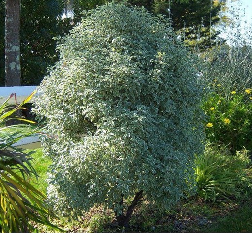 Pitosporo Variegado - Pittosporum tenuifolium Variegatum