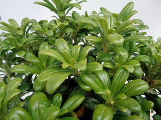 Pitosporum tobira nana