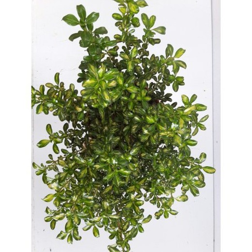 Planta de Espejo Lemon Lime - Coprosma Lemon Lime