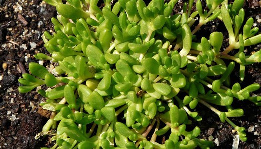 Planta De Hielo - Delosperma Lineare