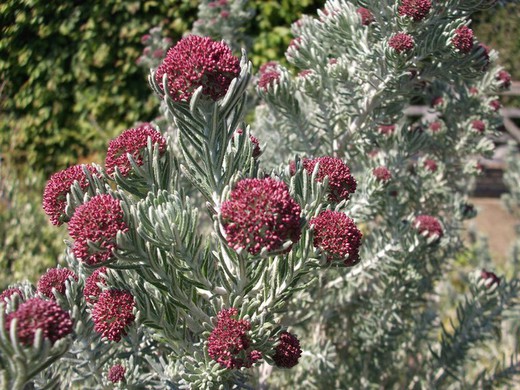 Planta Del Arroz - Ozothamnus Rosmarinifolius