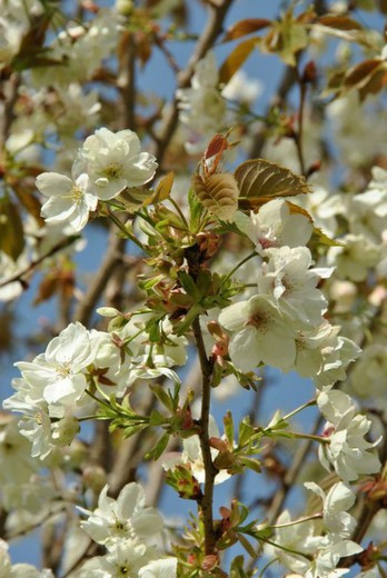 Prunus Serrulata Ukon - Cerezo de Flor Ukon