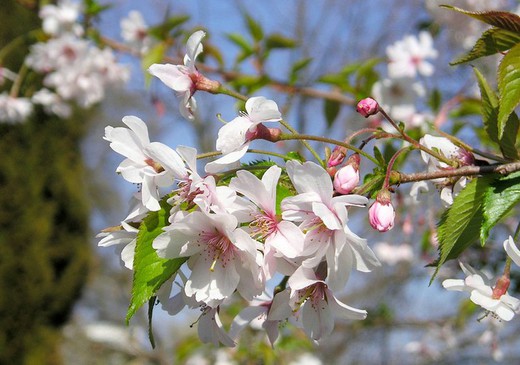 Prunus Subhirtela Pendula - Cerezo de Flor llorón