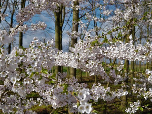 Prunus Yedoensis Pendula