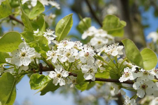 Pyrus Calleryana Chanticleer - Peral de flor Chanticleer