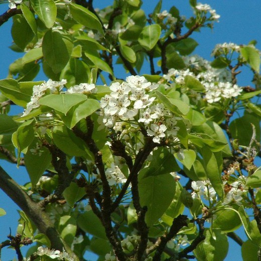 Pyrus Calleryana Redspire - Peral de flor Redspire