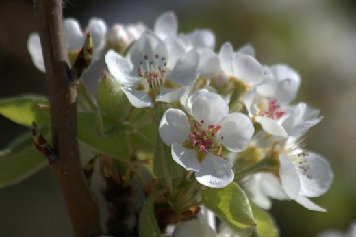 Pyrus Calleryana Valliant Valzam - Peral de flor Valliant