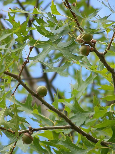 Quercus Palustris - Roble de los pantanos