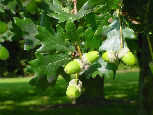 Quercus Robur - Roble común - Carballo