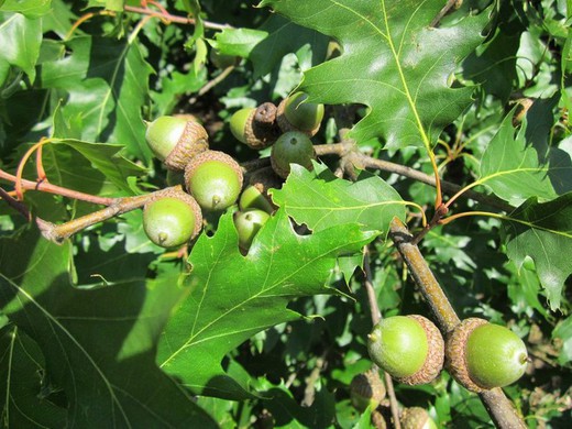 Quercus Rubra - Roble Rojo americano