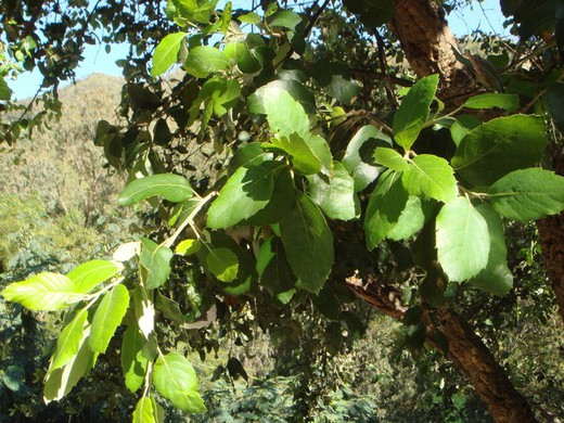 Quercus Suber - Alcornoque