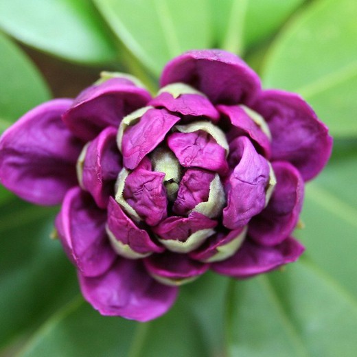 Rododendro - Rhododendron Hibrido