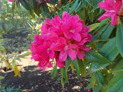 Rododendro - Rhododendron híbrido