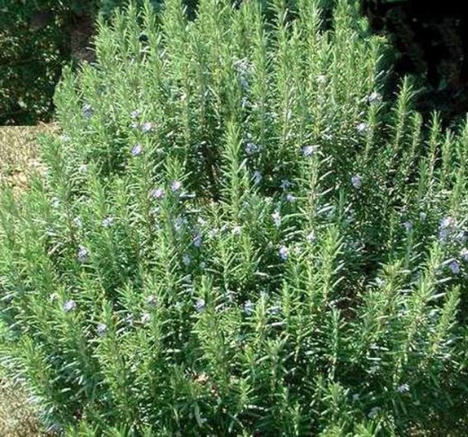 Romero - Rosmarinus officinalis