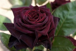 Rosal Perla Negra — Verdify