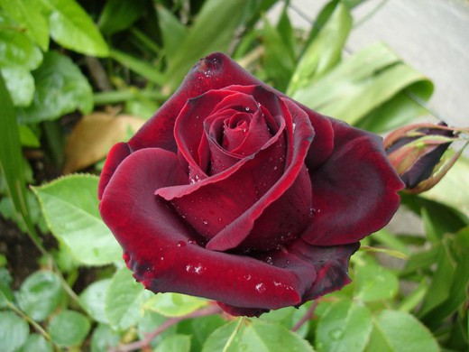 Rosal Perla Negra