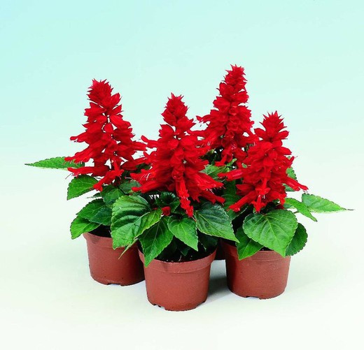 Salvia Splendens