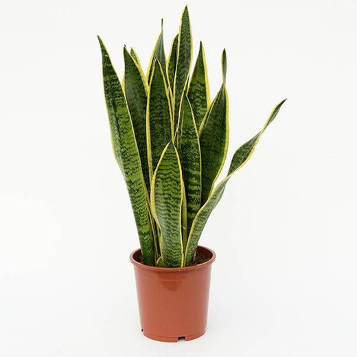 Sansevieria Laurenti