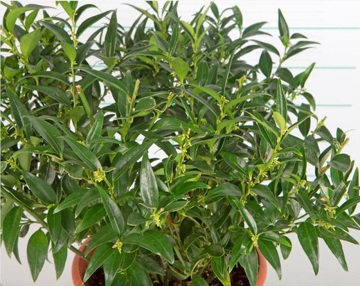 Sarcococca Ruscifolia Dragon Gate