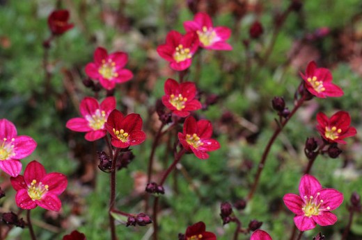 Saxifraga Arendssi