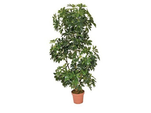 Schefflera o Cheflera