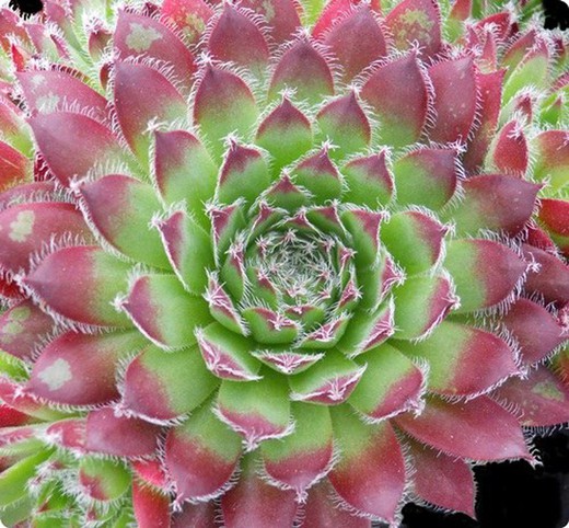 Sempervivum Angustifolium M-9cm