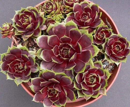 Sempervivum Heyling  M-9cm