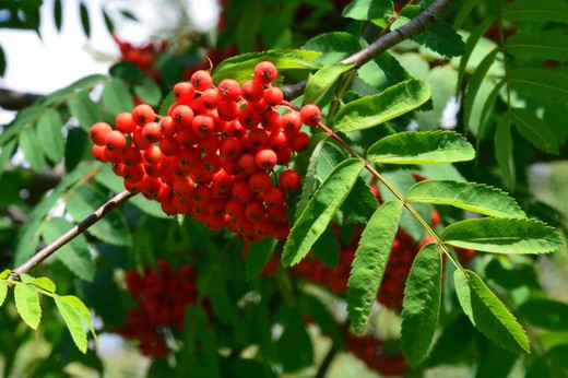 Sorbus Aucuparia - Serbal de los cazadores