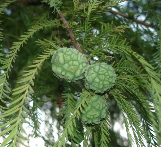 Taxodium Distichum - Ciprés de los pantanos