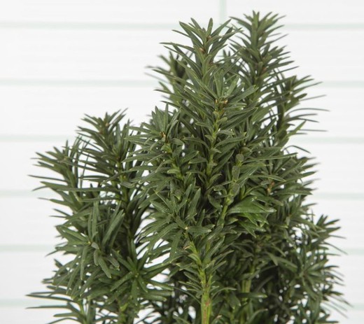 Taxus Baccata