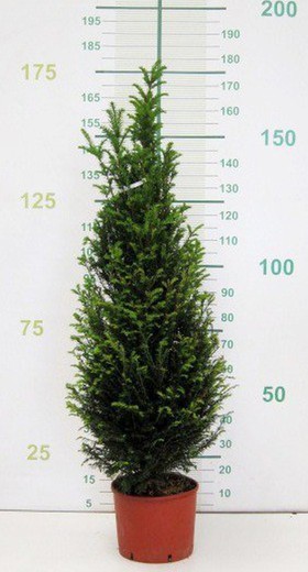 Taxus baccata