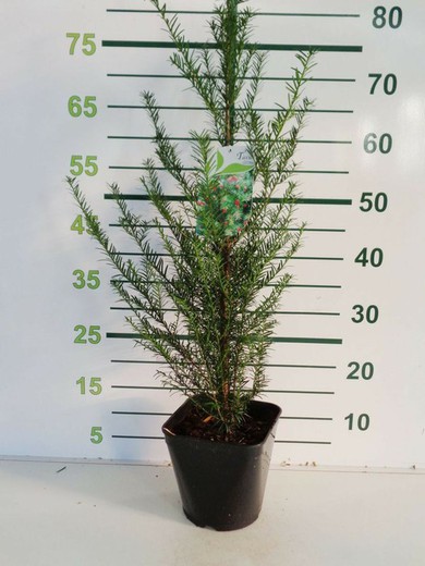 Taxus baccata