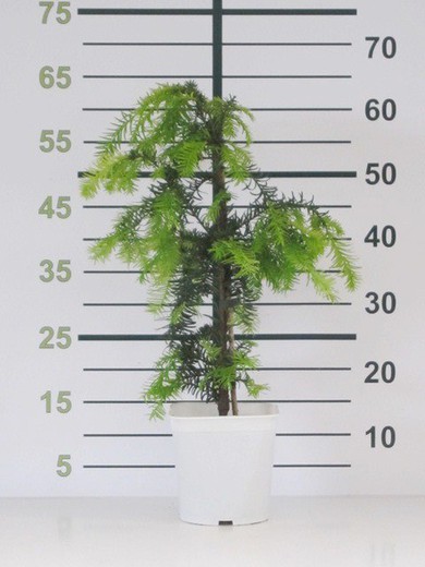 Taxus baccata  Dovastonii Aurea