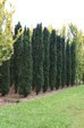 Taxus baccata  Fastigiata Robusta