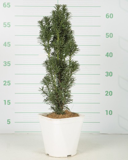 Taxus baccata  Fastigiata Robusta