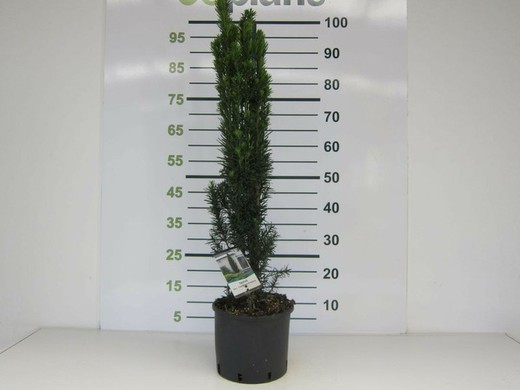 Taxus baccata  Fastigiata Robusta