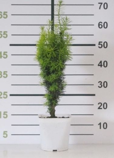 Tejo Común - Taxus baccata  Fastigiata Aurea