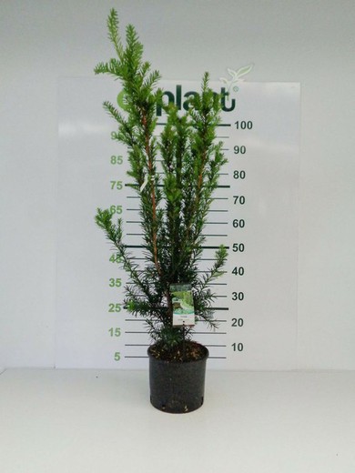 Tejo Hicksii - Taxus media  Hicksii