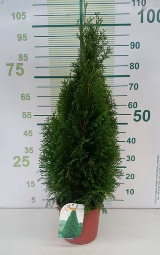 Thuja occidentalis  Esmeralda