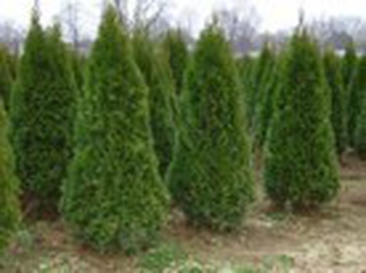 Thuja occidentalis  Esmeralda