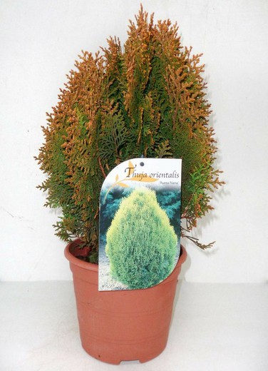 Thuja orientalis  Aurea Nana