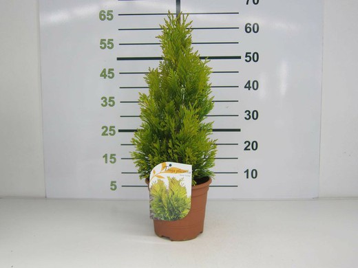 Thuja plicata  4ever Goldy