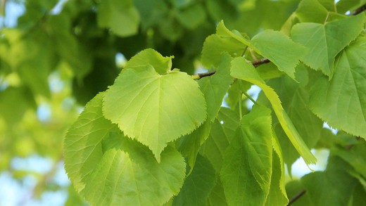 Tilia Cordata - Greenspire