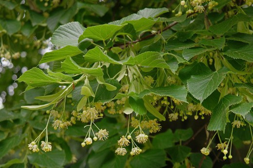 Tilia Cordata -Tilo de hoja pequeña