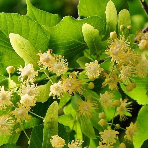 Tilia Platyphillos - Tilo de hoja ancha